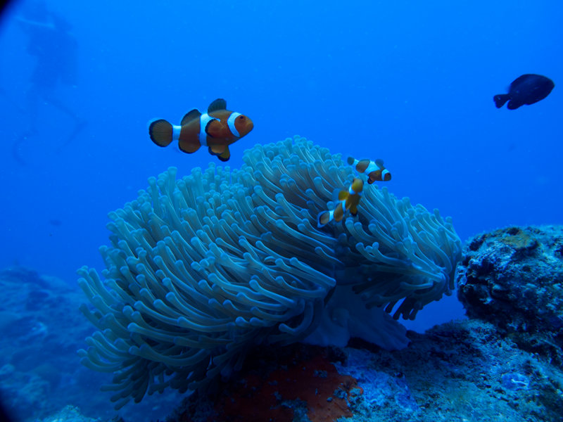 Clown Fish, Natural Light